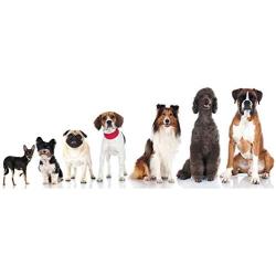 One Step Vet Pet Urine Test Strips Dog, Cat, UTI, Diabetes, Kidney, Liver, Blood, Ketones (VET-10/100 Test)