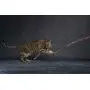 CAT DANCER Jungle Cat Wand 2 Pack, Multi Color (305) CAT DANCER Jungle Cat Wand 2 Pack, Multi Color (305)