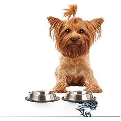 KESS InHouse Graham Curran Turtle Tuba Feeding Mat for Pet Bowl, 24 by 15-Inch KESS InHouse Graham Curran Turtle Tuba Feeding Mat for Pet Bowl, 24 by 15-Inch