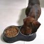Joy Melody Elevated Cat Bowls, Raised Small Dog Dish with Heavy Stand, Stainless Steel Food and Water Pet Feeder, Anti-Slip, Dishwasher Safe with Cleaning Cloth