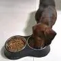 Joy Melody Elevated Cat Bowls, Raised Small Dog Dish with Heavy Stand, Stainless Steel Food and Water Pet Feeder, Anti-Slip, Dishwasher Safe with Cleaning Cloth Joy Melody Elevated Cat Bowls, Raised Small Dog Dish with Heavy Stand, Stainless Steel Food and Water Pet Feeder, Anti-Slip, Dishwasher Safe with Cleaning Cloth