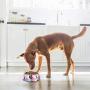 Flexzion Stainless Steel Dog Bowl Cat Dish - Anti-Slip Slip Resistant Rubber Base Pet Feeder, Dishwasher Safe & Rust Resistant with Removable Food Water Holder 24 Fl Oz