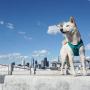 Gooby Dog Harness - Convertible Sport Step-in Neoprene Small Dog Harness with Adjustable Neck Fastener - Perfect on The Go Harness for Small Dogs or Cat Harness