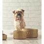 Mason Cash Lettered Water Bowl for Dogs, Cane, 20 cm