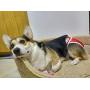 Philodogs Dog Diapers Washable Wraps Reusable Doggie Belly Bands Absorbent Pet Puppy Diapers 3Pcs for Female Doggies