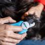 Kitte Dog & Cat Pets Nail Clippers and Trimmers -W Safety Guard to Avoid Over Cutting, Free Nail File, Razor Sharp Blade - Professional Grooming Tool and Claws Trimmer