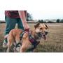 Embark Adventure Dog Harness, Easy On and Off with Front and Back Leash Attachments & Control Handle - No Pull Training, Size Adjustable and Non Choke