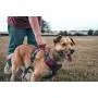 Embark Adventure Dog Harness, Easy On and Off with Front and Back Leash Attachments & Control Handle - No Pull Training, Size Adjustable and Non Choke Embark Adventure Dog Harness, Easy On and Off with Front and Back Leash Attachments & Control Handle - No Pull Training, Size Adjustable and Non Choke
