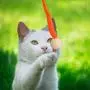 5 Pcs Cat Toys ,Cat Feather Toys for Indoor Kitty,Caterpillar Cat Interactive Toys Set for Indoor Cats Pet Toy 3.5x3.5x20cm 5 Pcs Cat Toys ,Cat Feather Toys for Indoor Kitty,Caterpillar Cat Interactive Toys Set for Indoor Cats Pet Toy 3.5x3.5x20cm