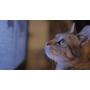 Movies for Cats - The Audio-visual Cat Toy - Catsitter - Vol.1 : Animals That Cats Love - DVD Video - The Fascinating New Tv Experience for You and Your Cat - The Gift 2016: Birthday or Easter Gifts for Cats / Gifts for Cat Friends, Cat Lovers and Cat Fan