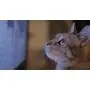 Movies for Cats - The Audio-visual Cat Toy - Catsitter - Vol.1 : Animals That Cats Love - DVD Video - The Fascinating New Tv Experience for You and Your Cat - The Gift 2016: Birthday or Easter Gifts for Cats / Gifts for Cat Friends, Cat Lovers and Cat Fan Movies for Cats - The Audio-visual Cat Toy - Catsitter - Vol.1 : Animals That Cats Love - DVD Video - The Fascinating New Tv Experience for You and Your Cat - The Gift 2016: Birthday or Easter Gifts for Cats / Gifts for Cat Friends, Cat Lovers and Cat Fan