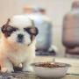 Forest Guys Dog Bowls Cat Bowls
