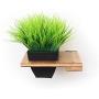 CatastrophiCreations Raised Planter for Cats Elevated Wall-Mounted Cat Grass Feeder for Pets or Decorative