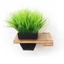 CatastrophiCreations Raised Planter for Cats Elevated Wall-Mounted Cat Grass Feeder for Pets or Decorative CatastrophiCreations Raised Planter for Cats Elevated Wall-Mounted Cat Grass Feeder for Pets or Decorative