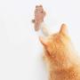 ocijf179 Cat Toy 6Pcs Pet Cat Kitten Plush Kangaroo Bear Claw Grinding Catnip Catmint Chewing Toy - Brown+Green+Beige