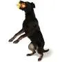 CHARMING Pet Products DCA79935XS Latex Rubber Farm Balloon Dog Toy, Digby The Duck, Mini