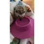 STAYbowl Tip-Proof Ergonomic Pet Bowl for Guinea Pig and Other Small Pets, 1/4-Cup Small Size, Lilac (Purple) STAYbowl Tip-Proof Ergonomic Pet Bowl for Guinea Pig and Other Small Pets, 1/4-Cup Small Size, Lilac (Purple)