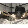 ABERTEM XL Dog Rope Toy for Aggressive Chewers - Medium and Large Dogs - Easy to GRAP Extra Large Dog Chew Toy, Nearly Indestructible Long Lasting Tug of War Dog Toy ABERTEM XL Dog Rope Toy for Aggressive Chewers - Medium and Large Dogs - Easy to GRAP Extra Large Dog Chew Toy, Nearly Indestructible Long Lasting Tug of War Dog Toy