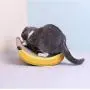 Fuerlun Cat Scratch Pad, Banana Designed Cardboard Cat Scratcher for Indoor Cats, Cat Swing Bed, Durable Interactive Cat Toy Scratching Pad with Catnip for Kittens Fuerlun Cat Scratch Pad, Banana Designed Cardboard Cat Scratcher for Indoor Cats, Cat Swing Bed, Durable Interactive Cat Toy Scratching Pad with Catnip for Kittens