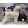 YUUP! Italy Home & Professional Shampoo for Dogs and Cats of All Types of Coats - Cleansing and Moisturizing, Ideal for Frequent Use(17 oz/ 33.8 oz)