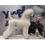 YUUP! Italy Home & Professional Shampoo for Dogs and Cats of All Types of Coats - Cleansing and Moisturizing, Ideal for Frequent Use(17 oz/ 33.8 oz) YUUP! Italy Home & Professional Shampoo for Dogs and Cats of All Types of Coats - Cleansing and Moisturizing, Ideal for Frequent Use(17 oz/ 33.8 oz)