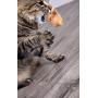 SmartyKat, Chickadee Chirp, Electronic Sound Cat Toy, Soft Plush Chirping Bird, Interactive, With Catnip and Stuffing