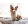 furrybaby Premium Fluffy Fleece Dog Blanket, Soft and Warm Pet Throw for Dogs & Cats (Small (2432''), Pure Grey)