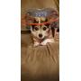 Muffin’s Halo Blind Dog Harness Guide Device – Help for Blind Dogs to Avoid Accidents & Build Confidence – Ideal Blind Dog Accessory to Navigate Surroundings. Helped Over 30,000 Blind Dogs!