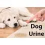 Blue Marble Eliminates Urine Odors and Stains. Professional Strength Urine Eliminators Natural Enzymes Effectively Gets Rid of Urine Odors and Stains Caused by Cats, Dogs and People - It Works. Blue Marble Eliminates Urine Odors and Stains. Professional Strength Urine Eliminators Natural Enzymes Effectively Gets Rid of Urine Odors and Stains Caused by Cats, Dogs and People - It Works.