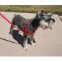 BeBopUSA Front Lead Dog Harness - Large - Blue