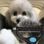 Pet Grooming Tool-Professional Dematting Comb for Dogs and Cats，Safe Undercoat Rake for Easy Mats and Tangles Removing，Keep Your Pet Away from Nasty Shedding Hair. (Blue)