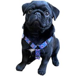 No Pull Multi-Point Adjustable No Escape Dog Harness by Fearless Pet Front Clip Back Clip Dog Harness (Blue Aztec, Small (14-20'' Girth))
