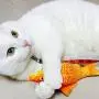 settencas Electric Fish Cat Toys Realistic Plush Electric Swing Fish Cat Mint Toys Pet Amusement Toys settencas Electric Fish Cat Toys Realistic Plush Electric Swing Fish Cat Mint Toys Pet Amusement Toys