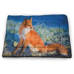 DayDayFun Fox Pet Training Mat Hand Drawn Cute Foxes on Abstract Background with Colorful Dots and Swirls Housebreaking Absorption Pads Orange Seafoam Black