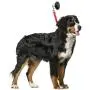 LAST LEASH Dog Bathing & Grooming Suction Cup - Keeps Dog in Bathtub or Shower - Any Size Dog