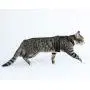 MUDINPET Cat Harness Escape Proof, Kitten Mesh Vest Harness, Adjustable Reflective Comfortable Soft Cat Chest Harness MUDINPET Cat Harness Escape Proof, Kitten Mesh Vest Harness, Adjustable Reflective Comfortable Soft Cat Chest Harness