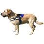 Real Madrid AR-02L-RM Reinforced Dog Harness with Filling, Size L