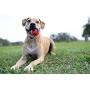 Nerf Dog 2.5in LED Bash Ball, Red/Green Dog Toy