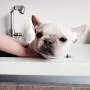 MaddieGirl Organics - Dirty Dog Deep Cleansing Detox Shampoo - Effectively Removes Dirt & Odor - All-Natural Organic Essential Oils & Botanicals - Vegan, Cruelty Free, No Gluten or GMOs - 17oz MaddieGirl Organics - Dirty Dog Deep Cleansing Detox Shampoo - Effectively Removes Dirt & Odor - All-Natural Organic Essential Oils & Botanicals - Vegan, Cruelty Free, No Gluten or GMOs - 17oz
