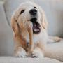 Pet Qwerks Flavor Infused BarkBone - Durable Chew Toy for Aggressive Chewers, Tough Extreme Power Chewer Bones | Made in USA