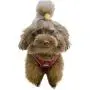 Aumuca No Pull Dog Harness Reflective Step in Small Dog Harness Easy Control Handle for Walking Dog Harness Medium Soft Mesh Adjustable Dog Harness for Small Medium Large Dogs