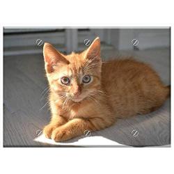 Triple Blank Wall Plate Cover - Cat Kitten Animal Pet Cute Kitty Cute Cat