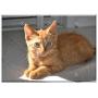 Triple Blank Wall Plate Cover - Cat Kitten Animal Pet Cute Kitty Cute Cat