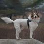 Dog Harness Easy Walk for Dogs Pug Life with Easy On and Off Reflective Vest and Padded Adjustable Gentle Lead