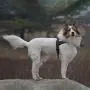 Dog Harness Easy Walk for Dogs Pug Life with Easy On and Off Reflective Vest and Padded Adjustable Gentle Lead Dog Harness Easy Walk for Dogs Pug Life with Easy On and Off Reflective Vest and Padded Adjustable Gentle Lead