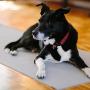 DOG MATZ Pet Anti-Slip Floor Mat to Keep Dogs from Slipping on Hard Floors – 24x68”