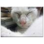 Triple Blank Wall Plate Cover - Cat Cute Nose Kitten Feline Kitty Pet Animal Triple Blank Wall Plate Cover - Cat Cute Nose Kitten Feline Kitty Pet Animal