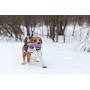 Puller Unique Dog Toy Purple Rings(2 Items) for Every Day Outdoor Training