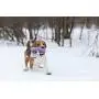 Puller Unique Dog Toy Purple Rings(2 Items) for Every Day Outdoor Training