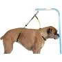 Dog Grooming Loop, 17.7in / 21.7in Dual No-Sit Haunch Holder Cat Grooming Stainless Steel Wire Safety Rope Restraint Noose for Pet Grooming Table Arm Bath Tub Dog Grooming Loop, 17.7in / 21.7in Dual No-Sit Haunch Holder Cat Grooming Stainless Steel Wire Safety Rope Restraint Noose for Pet Grooming Table Arm Bath Tub